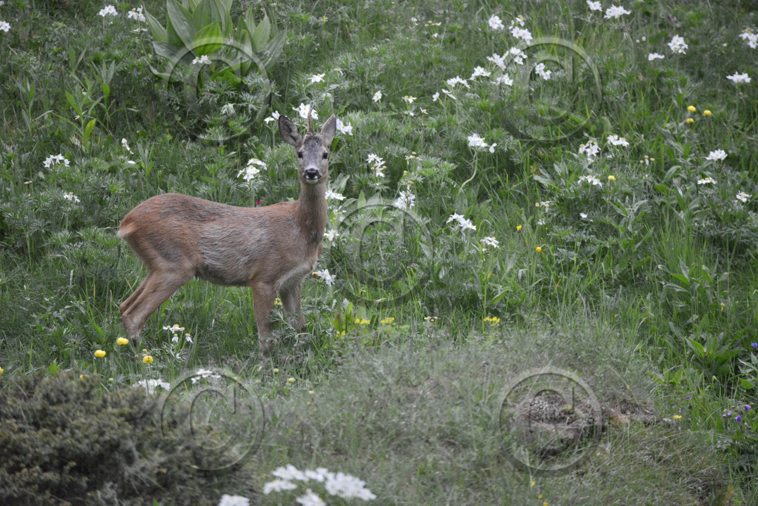 montagne haute alpes ,queyras, mercantour,alpes de haute provence,alpes maritime