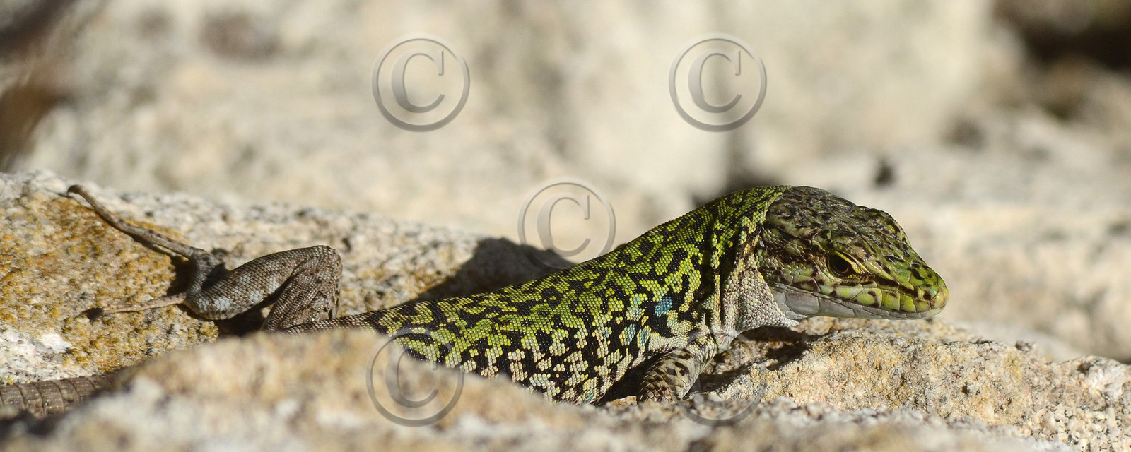 MISE A  JOUR  en cours