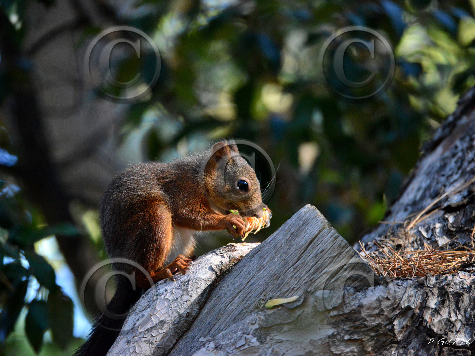 MISE A  JOUR  en cours