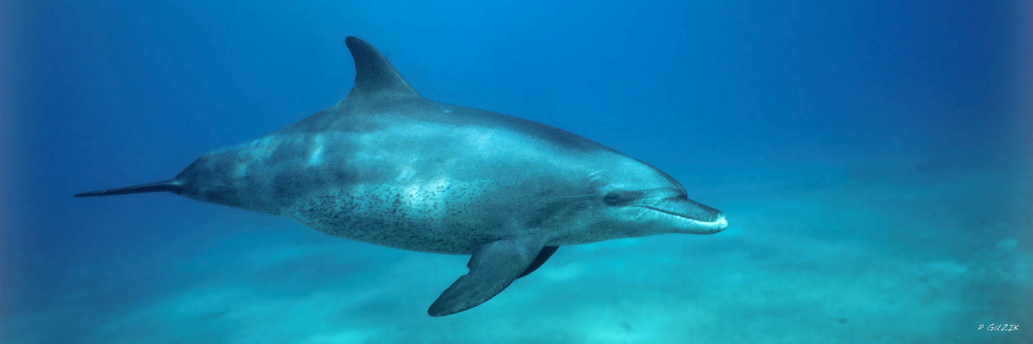 Selection format 20X60 cm