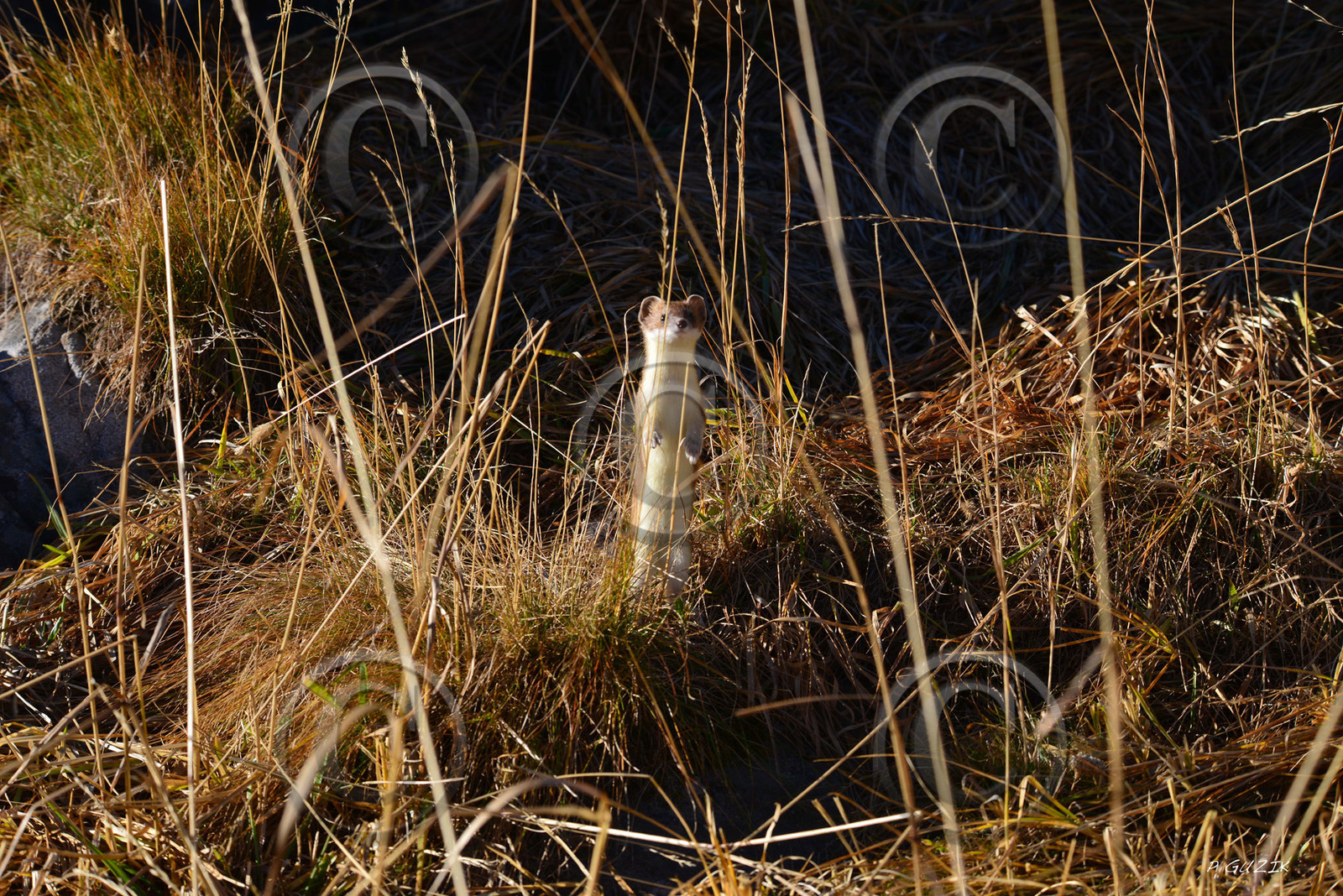 MISE A  JOUR  en cours