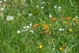 montagne haute alpes ,queyras, mercantour,alpes de haute provence,alpes maritime