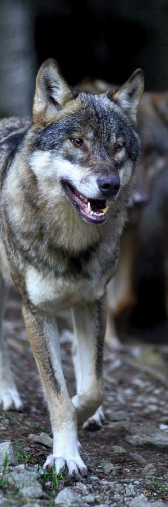 Selection format 20X60 cm