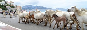 CHEVAUX CAMARGUAIS SUR LA CORNICHE, PLAGE DU PHOPHETE Marseille Provence photo panoramique couleurFORMAT DISPONIBLE   33X95cm ( et 20X60cm en vente direct uniquement )pas de telechargement disponible.A chaque format correspond une éditions limitée spécifique .© collection P GUZIKA titre indicatif suivant la finition, tarif encadré vente direct:33   x 95 cm   99€20   x 60 cm   39€disponible en  30 X10 cm  sur stand en vente directDISPONIBLE SUIVANT STOCK -  CRÉATION JOURNALIERE  -