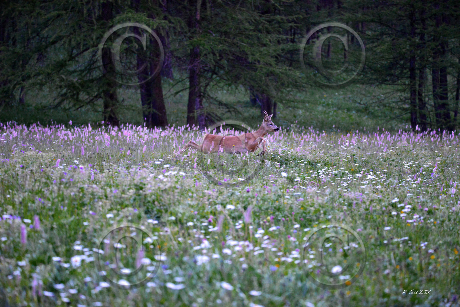 montagne haute alpes ,queyras, mercantour,alpes de haute provence,alpes maritime