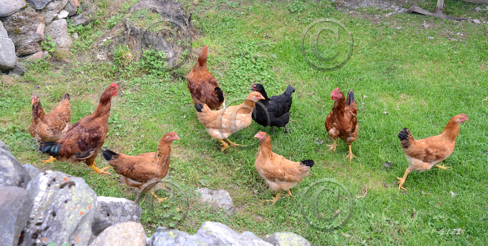 montagne haute alpes ,queyras, mercantour,alpes de haute provence,alpes maritime