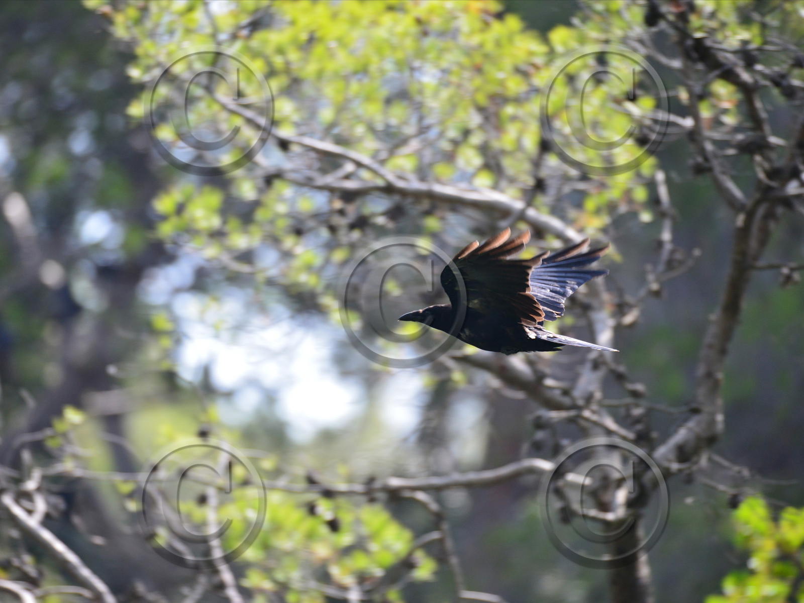 MISE A  JOUR  en cours