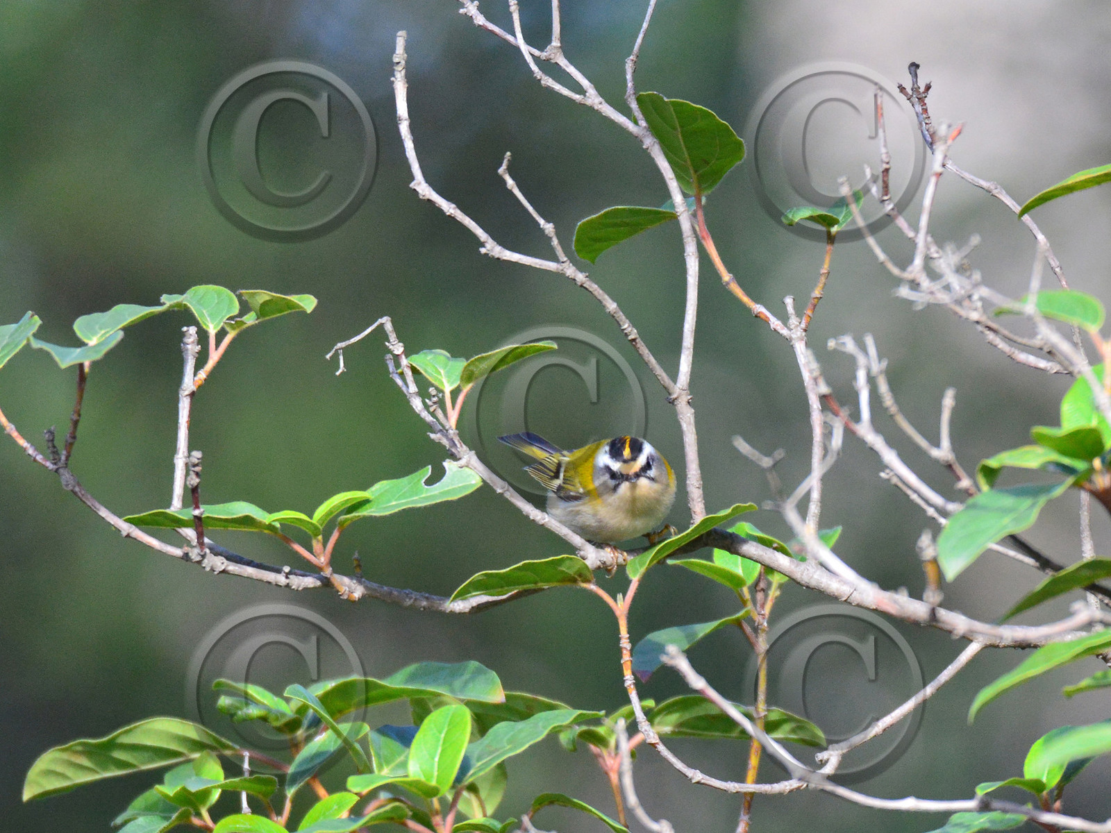 MISE A  JOUR  en cours