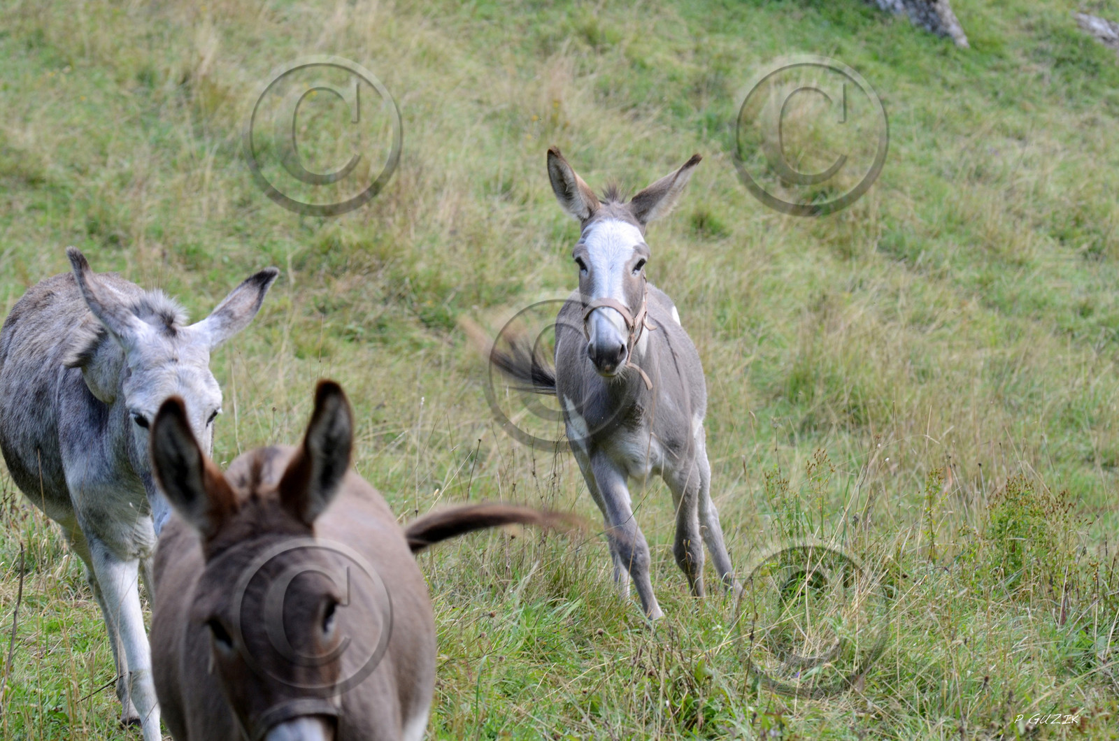 montagne haute alpes ,queyras, mercantour,alpes de haute provence,alpes maritime