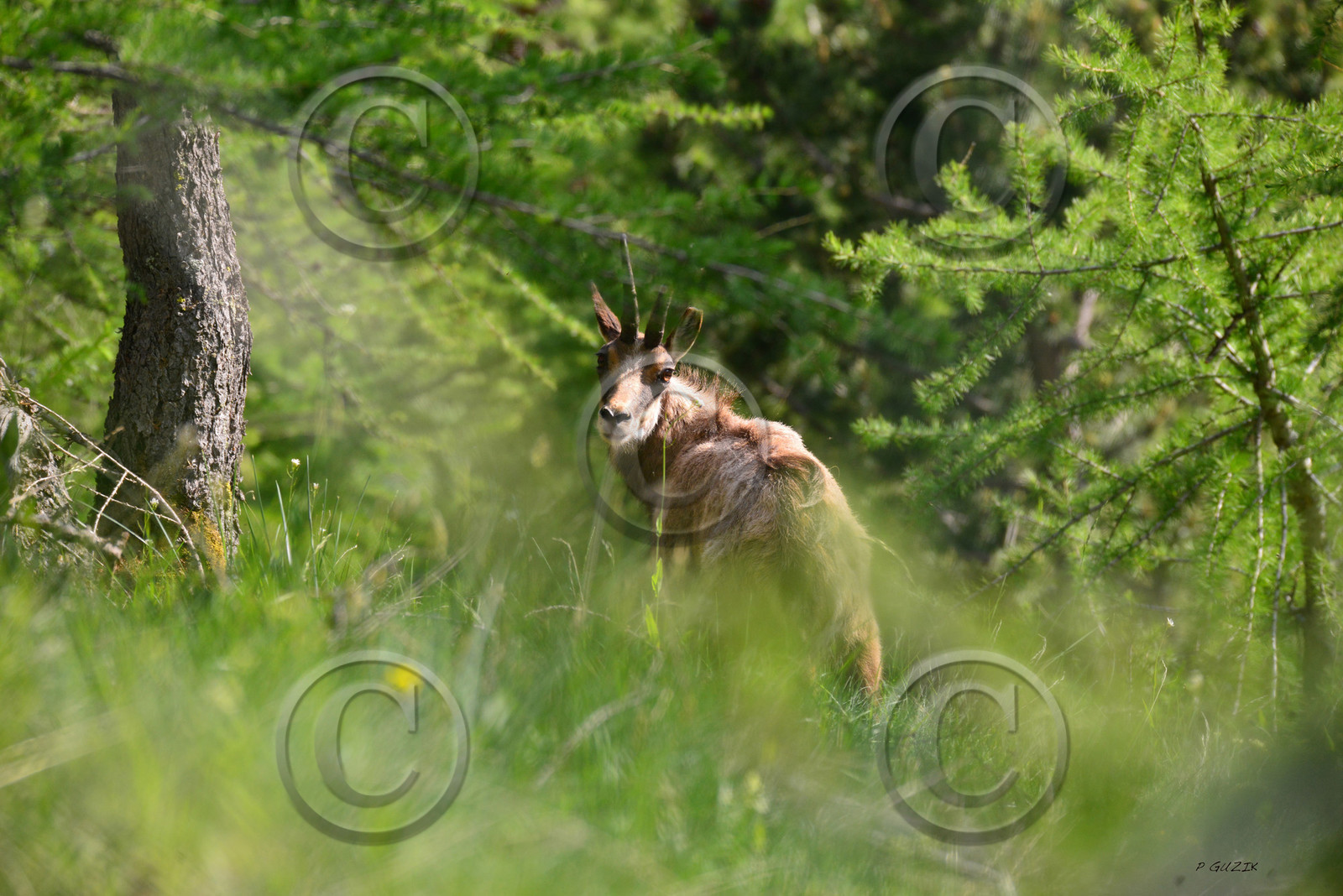 montagne haute alpes ,queyras, mercantour,alpes de haute provence,alpes maritime