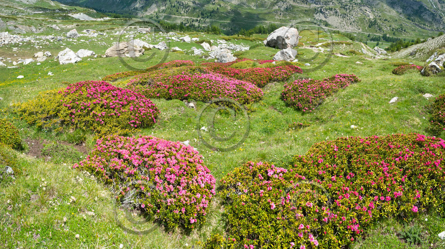 montagne haute alpes ,queyras, mercantour,alpes de haute provence,alpes maritime