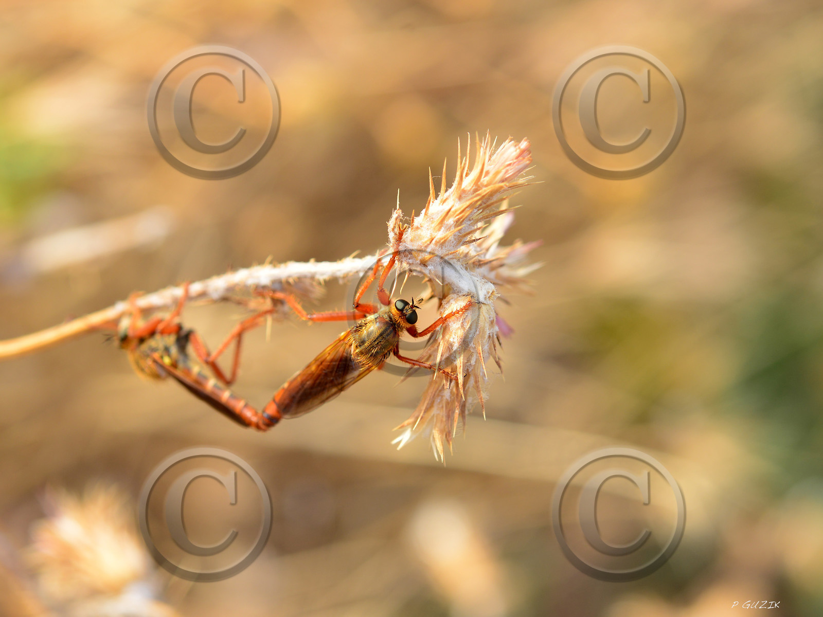 MISE A  JOUR  en cours