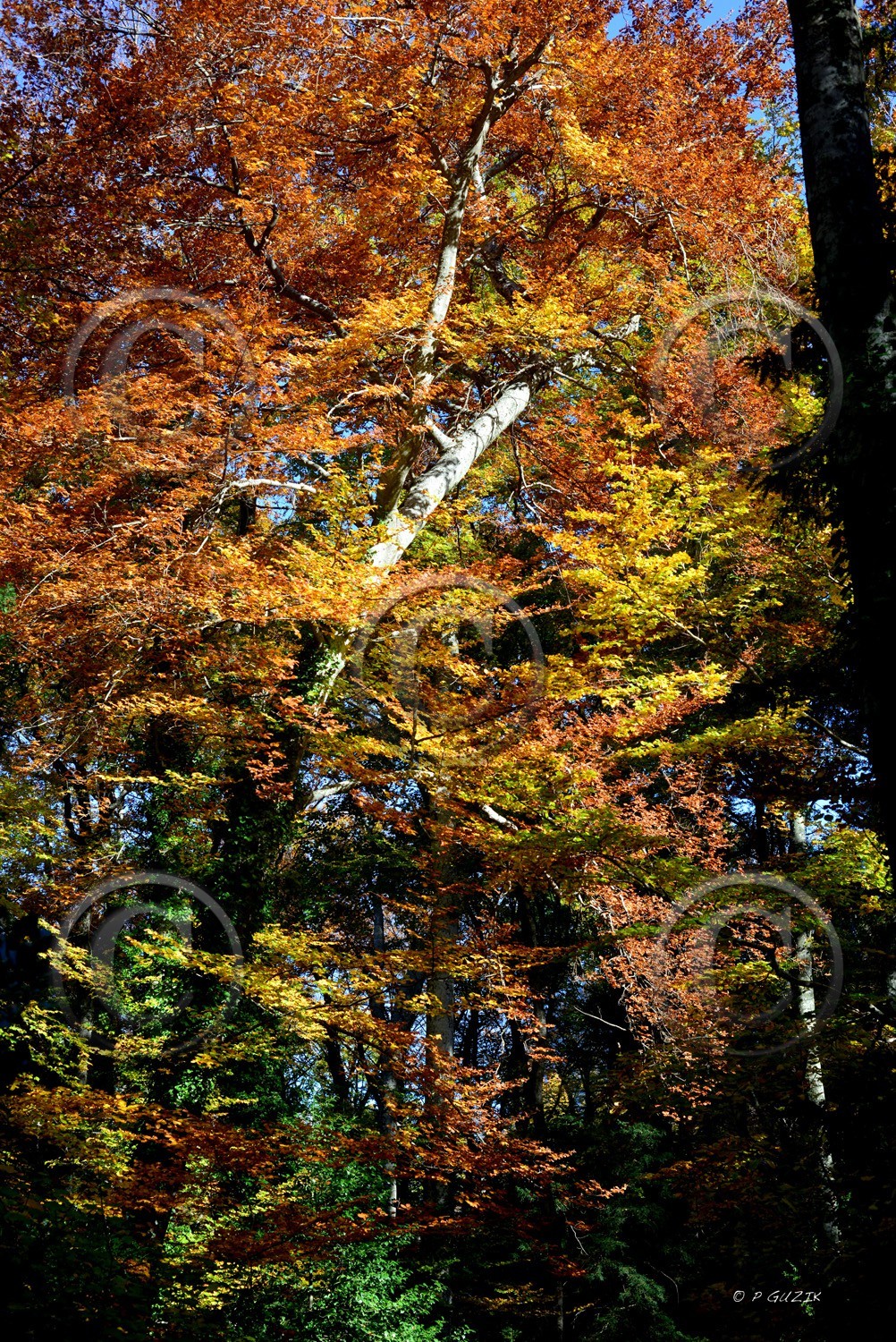 Photo de la sainte baume