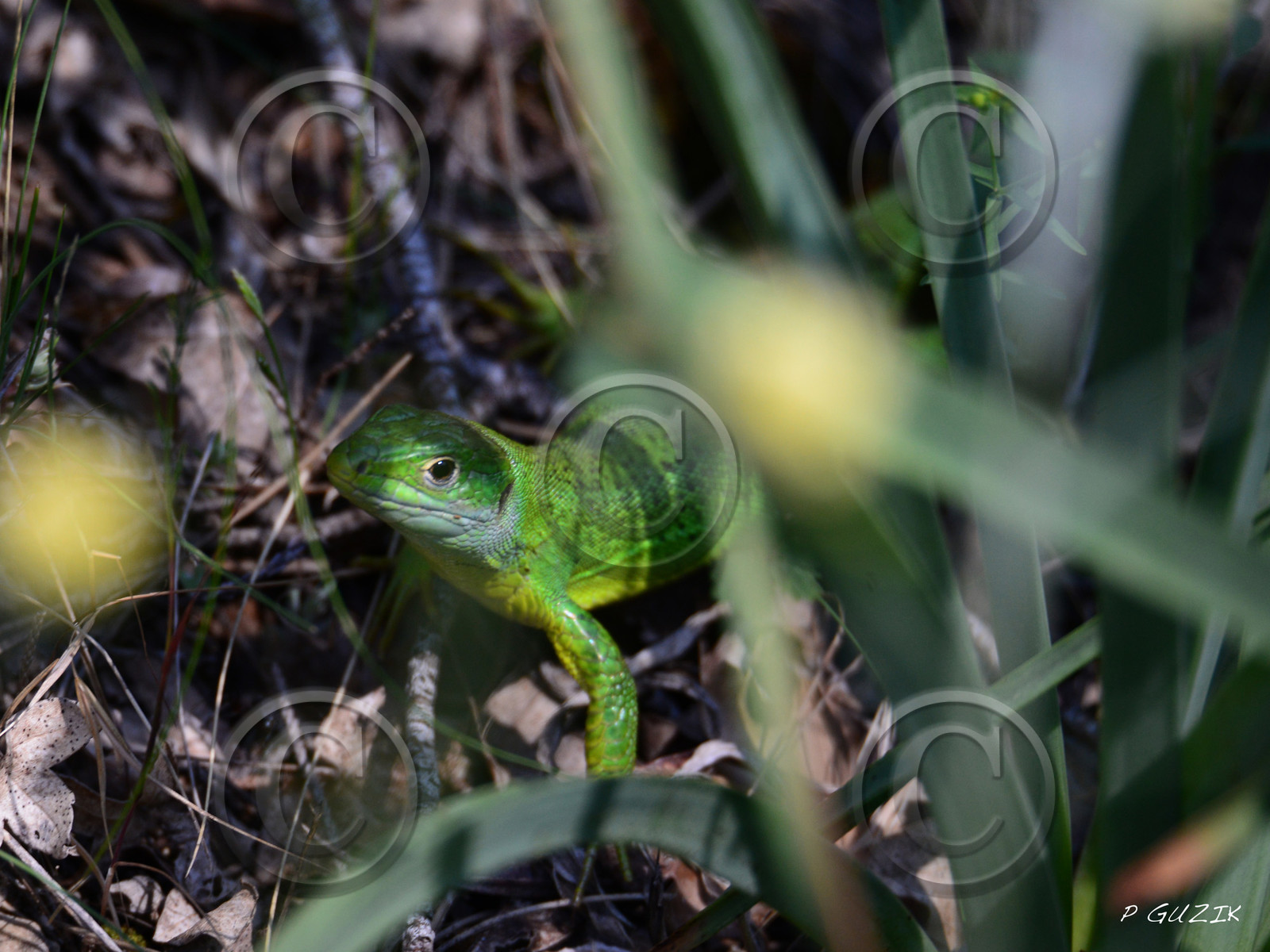 MISE A  JOUR  en cours